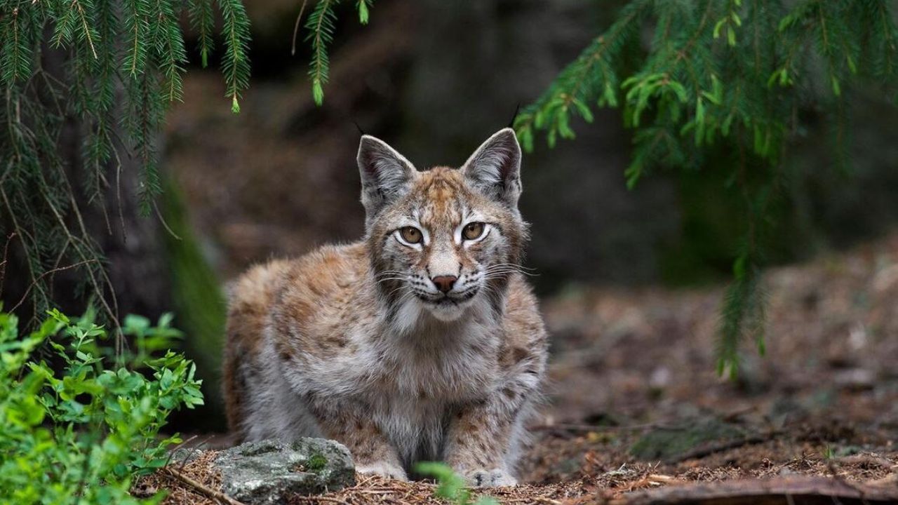 Wild Scandinavia “heartlands” - Arizona Pbs