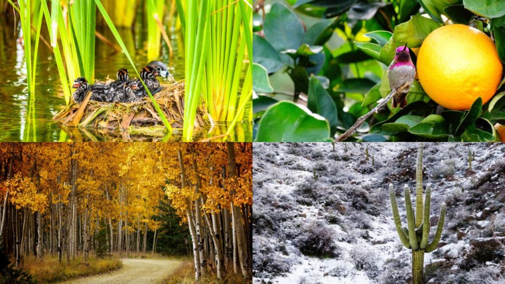 four pictures: top left a family of ducks; top right a hummingbird and an orange; bottom left, a road in a forest of fall foliage; and bottom right, a saguaro in the snow.