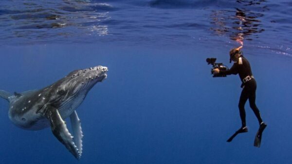 Nature “The Whale Detective”