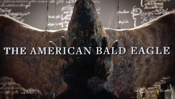 The American Bald Eagle