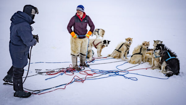 Sled dogs wait for their turn to mush and run in the snow