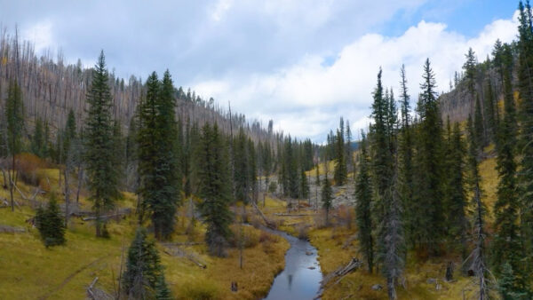 Thompson Trail in the White Mountains