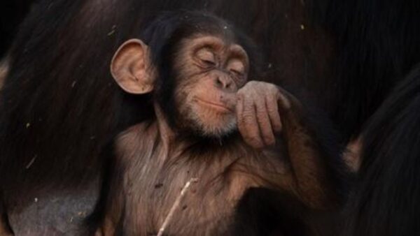 A baby chimp from evolution earth on pbs