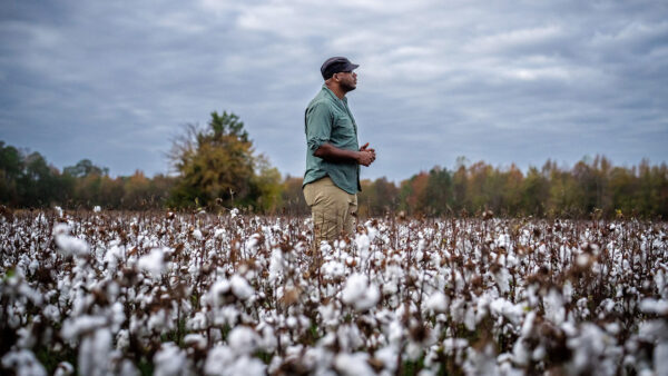 Shane Campbell Staton stands in a field of cotton