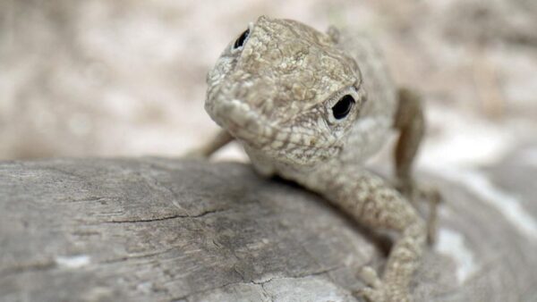 A tiny lizard from Evolution Earth: Islands
