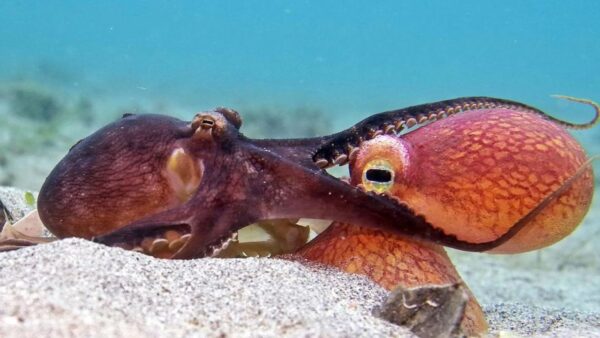 Two octopus bury themselves in the sand at the bottom of the sea