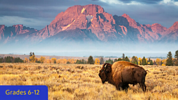 The American Buffalo: Ecosystem Engineers