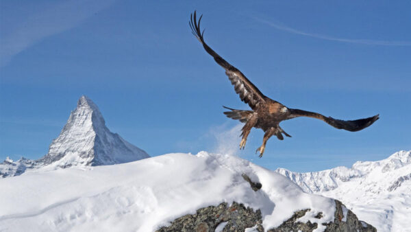 A bird flies over the cold mountains in the Alps