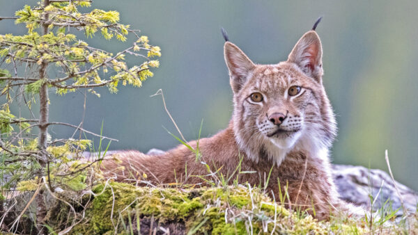 A Eurasian lynx lies in moss on a mountain crag in the Alps