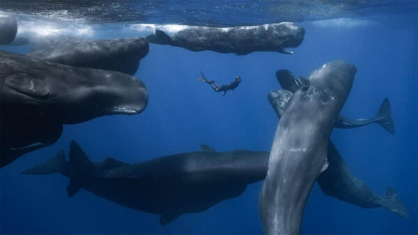 Patrick Dykstra swimming in the ocean with a group of whales (Nature: Patrick and the Whale)
