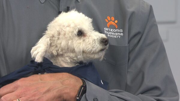 Henry the puppy, a white poodle, visits the set of Arizona Horizon