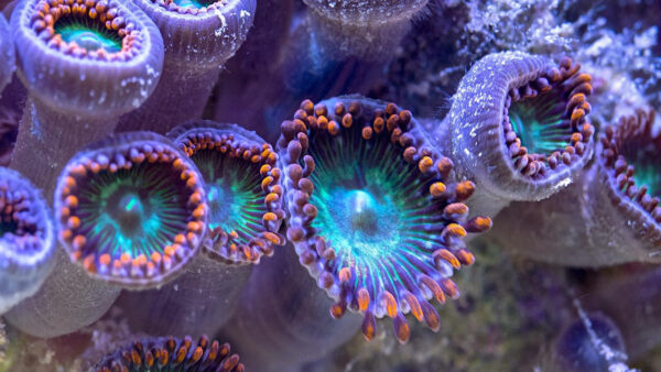 Delicate sea creatures that make up a coral reef