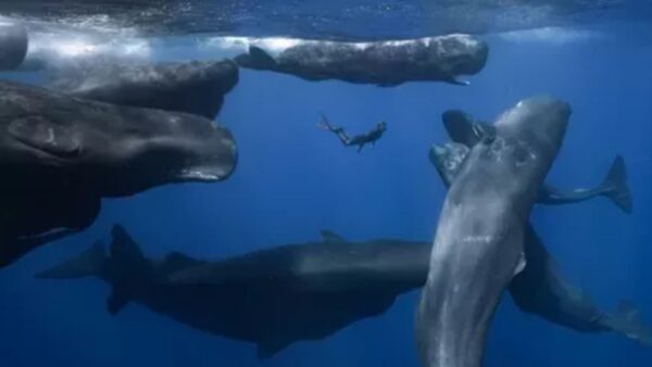 whales under the ocean with a lone scuba diver