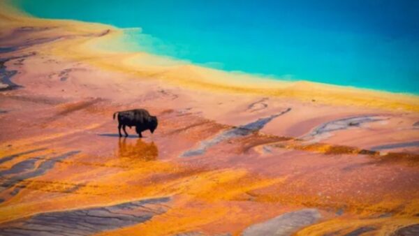 an buffalo standing next to a geyser