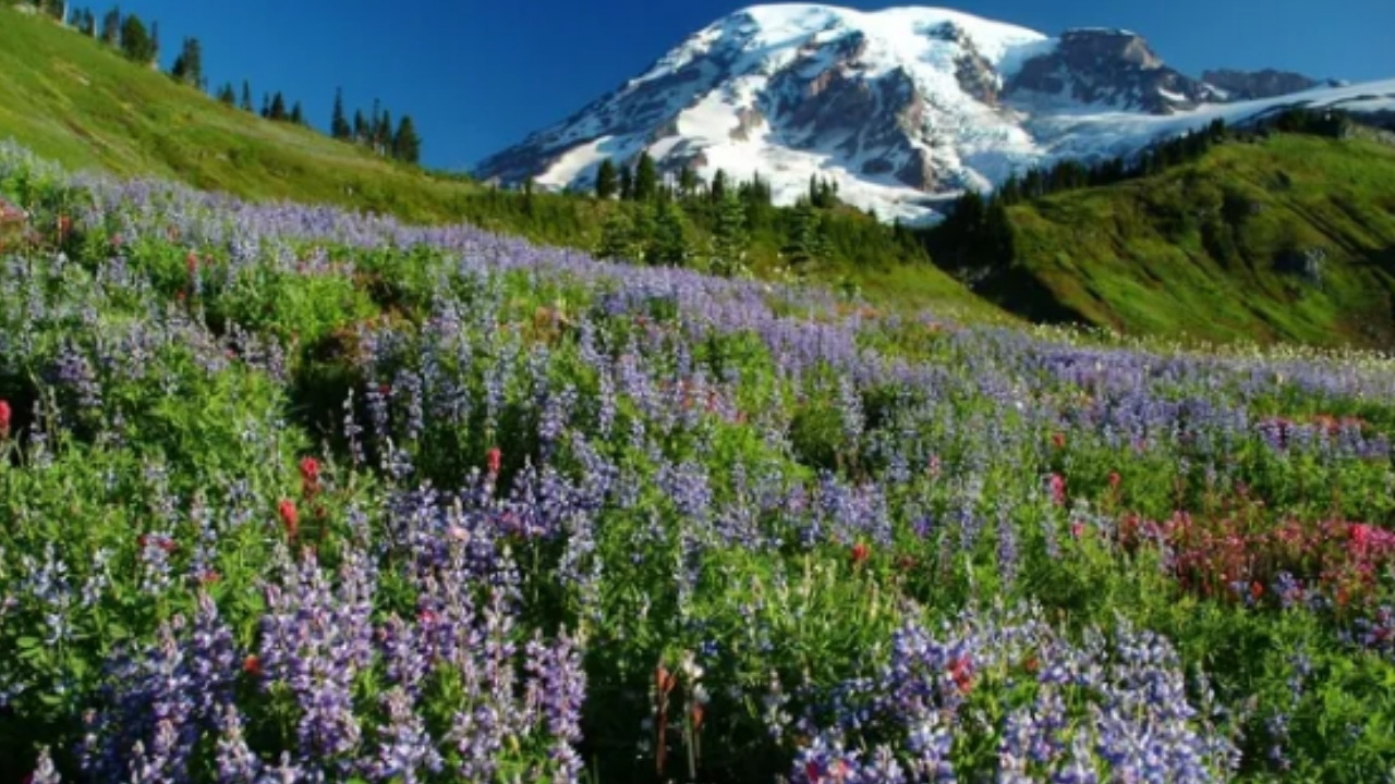 a field of flowers