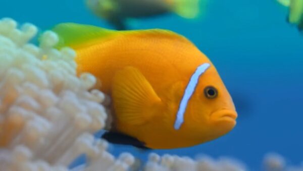 a small fish hides in a coral reef
