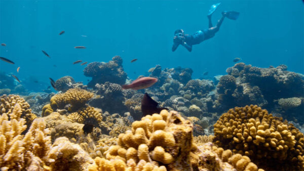 A scuba diver swimming near coral reefs