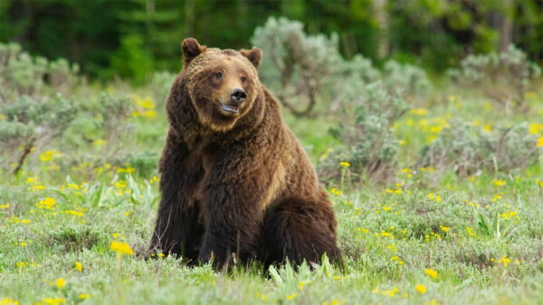 A bear (Grizzly 399) sitting in a meadow