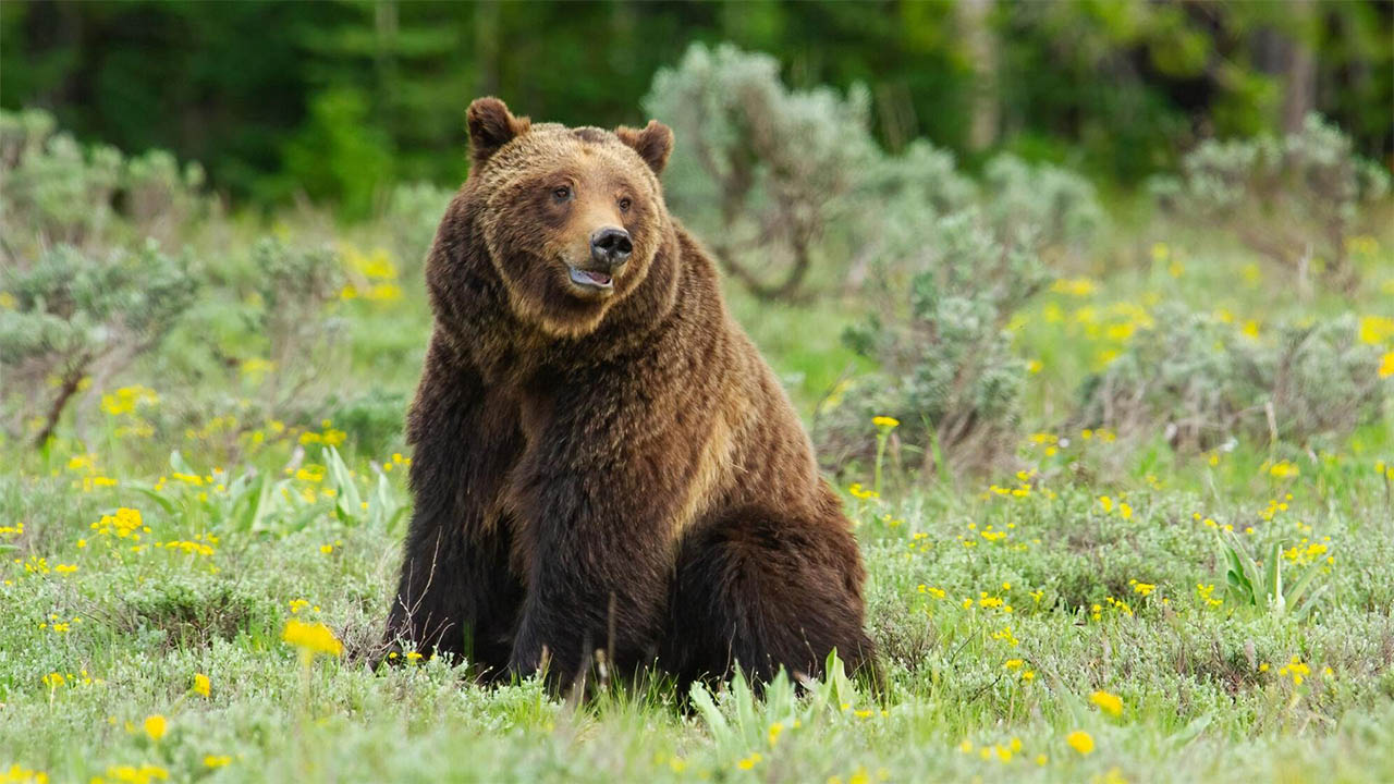 Nature presents 'Grizzly 399: Queen of the Tetons' - Arizona PBS