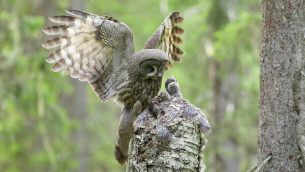 An owl with their babies sitting on a tree
