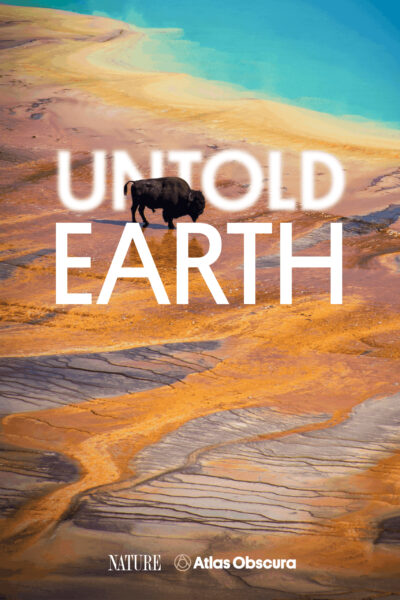 Poster for Untold Earth with a buffalo standing near a colorful geyser
