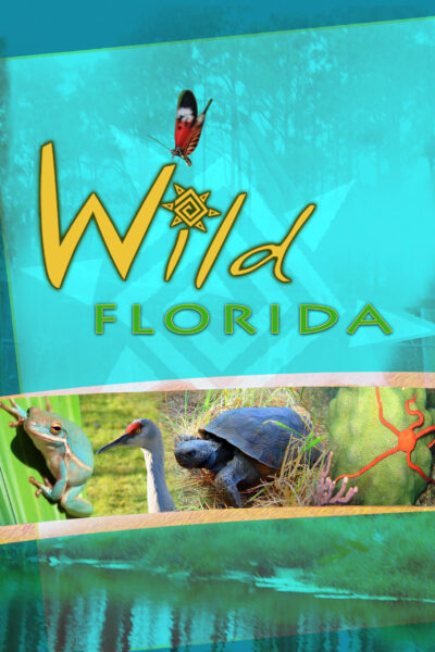 Poster for Wild Florida with a turtle, frog and crane