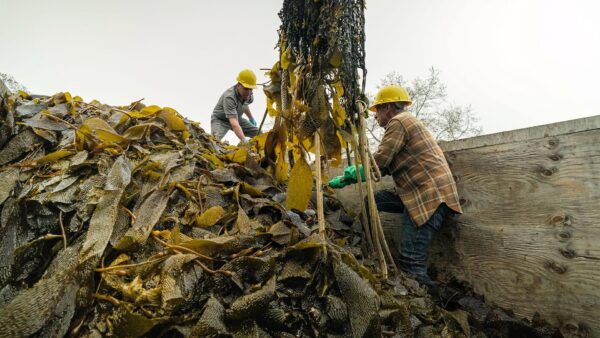 Workers sorting through seaweed