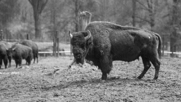 A black and white photo of a buffalo