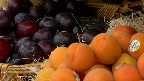 Assorted plums and oranges on display.