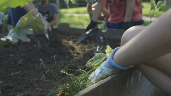 People work in the garden to harvest vegetables