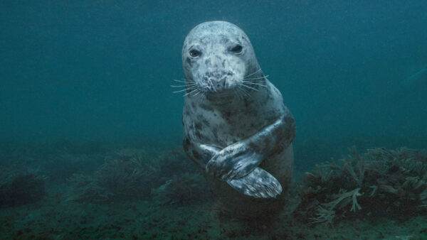 A seal in the Gulf of Maine