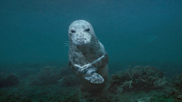 A seal in the Gulf of Maine