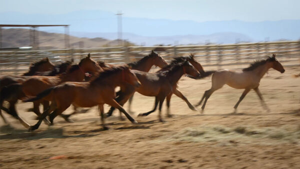 A group of mustangs running through a corral