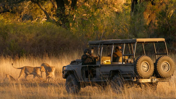 A team of filmmakers filming a group of lions