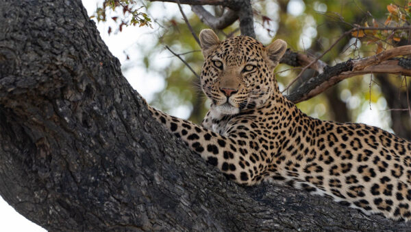 Leopard sitting in a tree