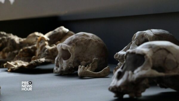 Ancient skulls