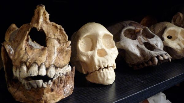 Fossil skulls