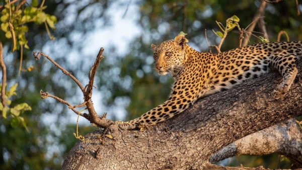 A leopard sits in a tree