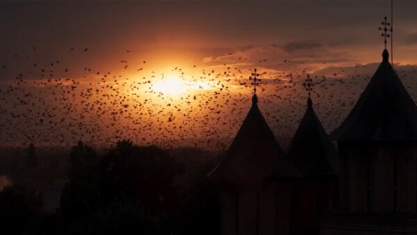 Bats flying over castle