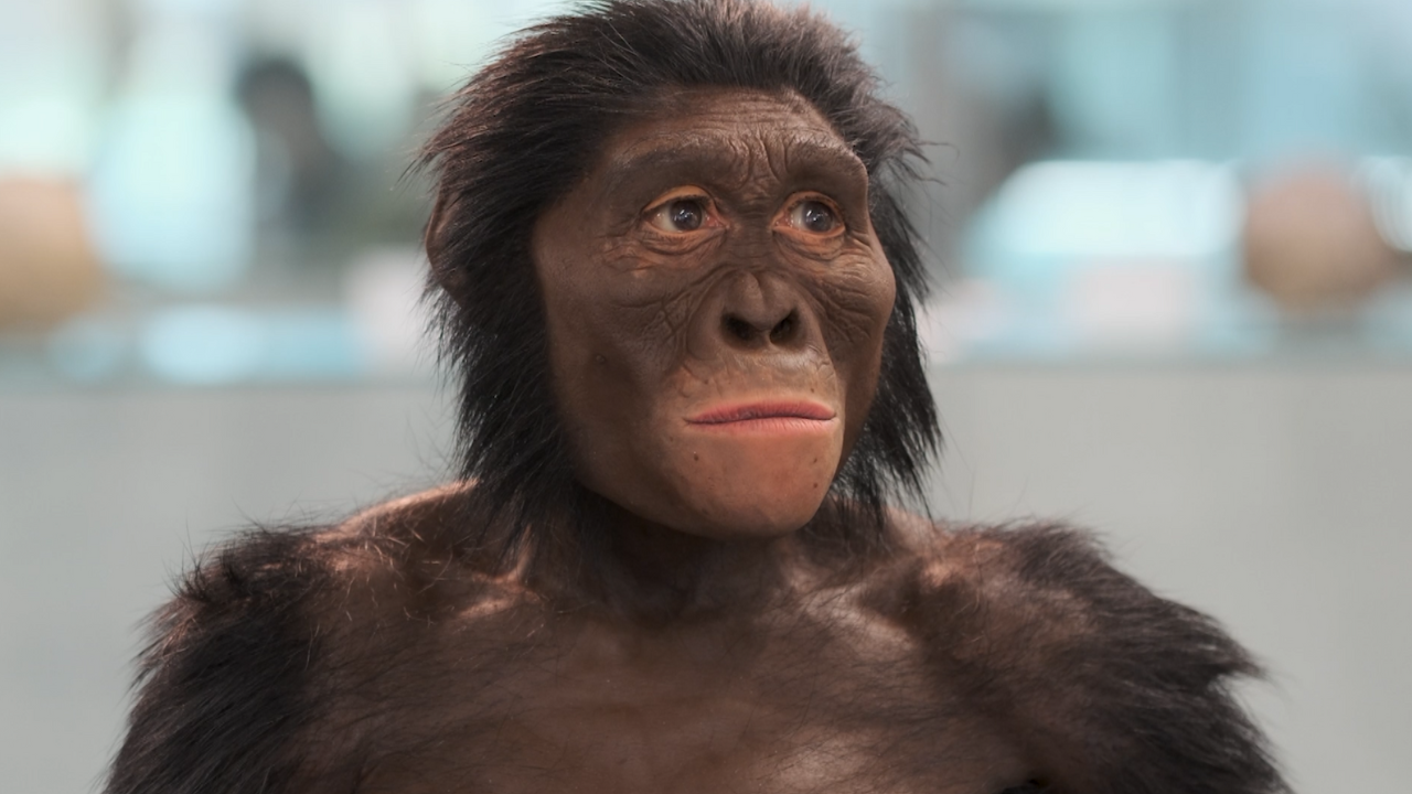 A recreation of what Lucy, the first human fossil, may have looked like