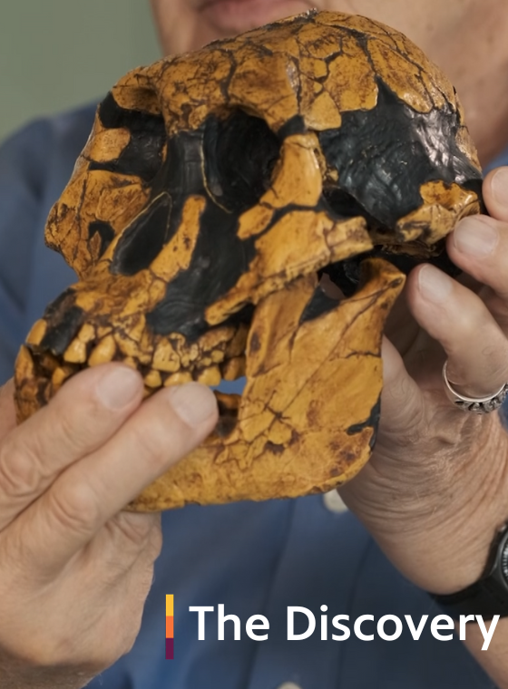 Dr. Donald Johanson holds Lucy's skull