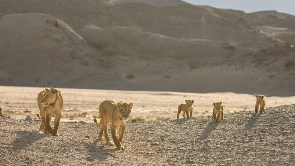 Lions walking with their babies