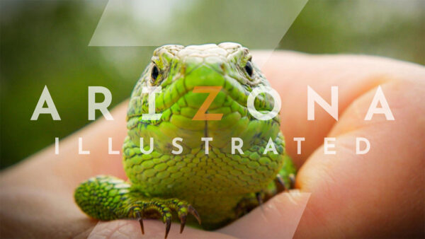 A lizard from Arizona Illustrated