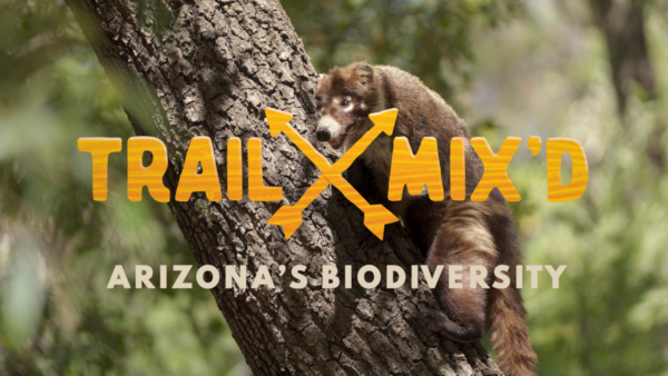 Trail Mix'd: Arizona's Biodiversity, with a picture of a coati on a tree