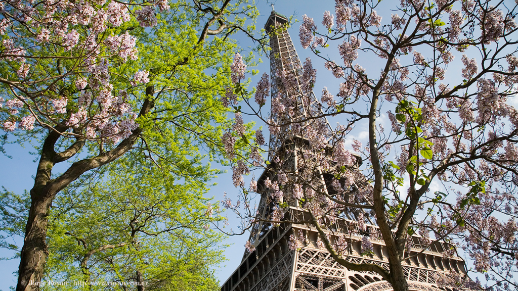 The Eiffel Tower in Paris in the spring