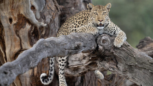 A leopard sitting on a tree