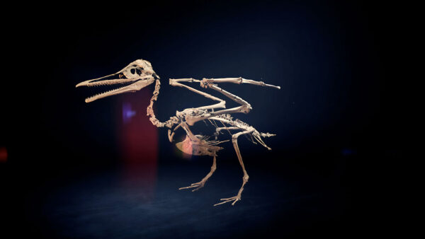 A skeleton of a bird