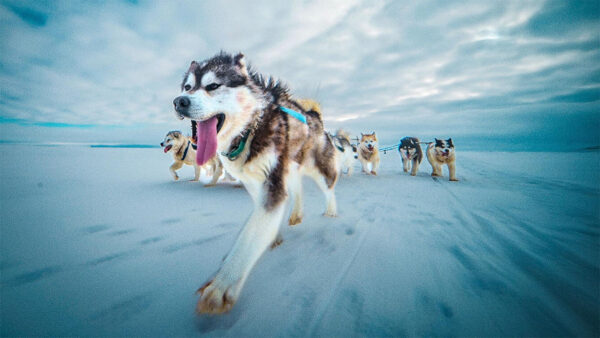 A group of dogs pulling a sled