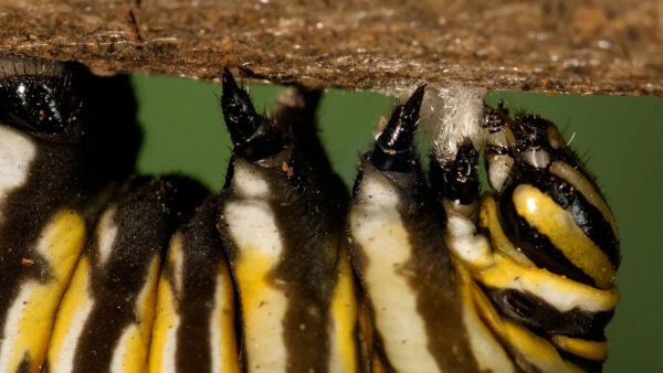 A monarch butterfly caterpillar crawls along the bark of a tree, showcasing its vibrant green and black stripes.