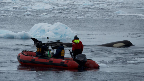 A crew observing killer whales